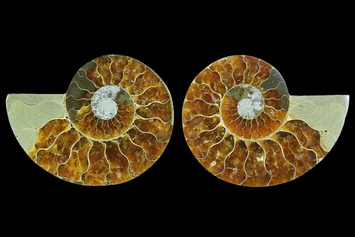 Sliced Ammonite Fossil - Agatized #123207